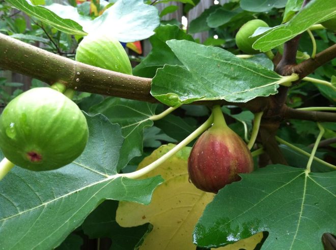 Ripening fig in the backyard