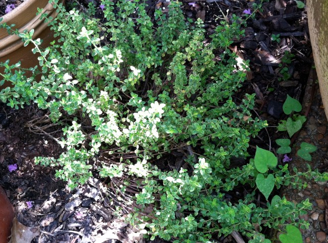 Lemon Thyme
