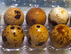 quail eggs
