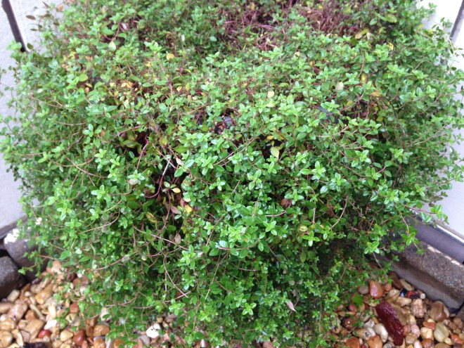 Thyme