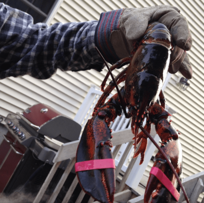 screen-shot-2017-01-04-at-9-00-46-pm