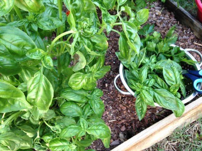 cut basil